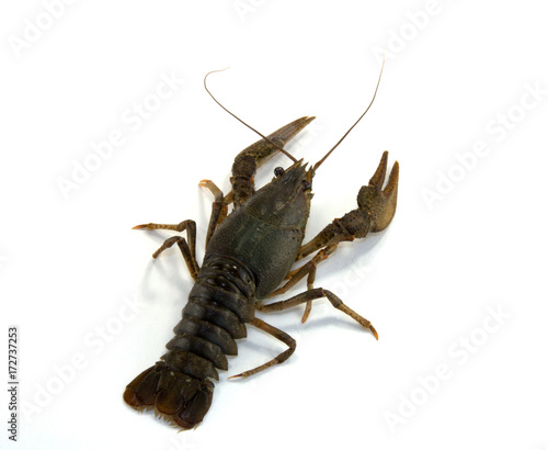 Astacus astacus