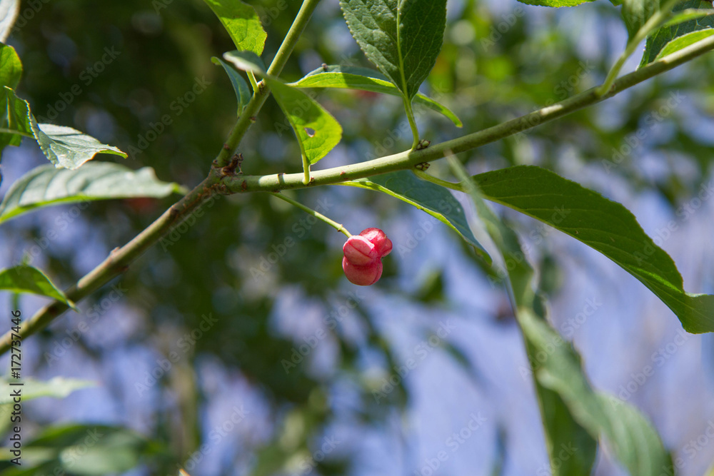 Common spindle - close up of fruit and leaves