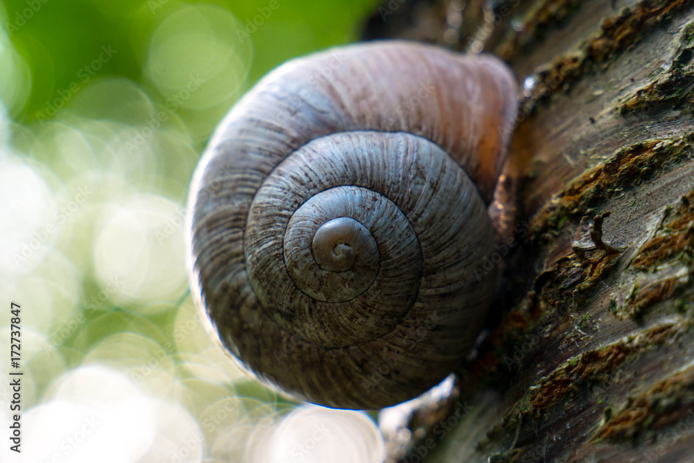 Just a Snail on a tree Amager Copenhagen with copy space for text or image Just a Snail on a tree Amager Copenhagen with copy space for text or image