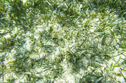 Algae on the sandy bottom of the sea