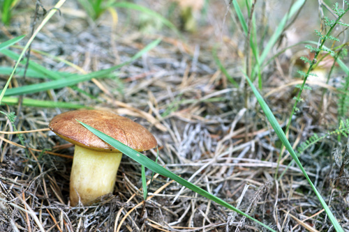 Mushroom Suillus with big stem