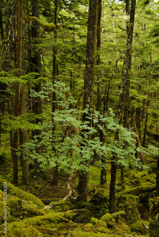 Lush Alaskan Rainforest. A small tree grows below a forest canopy on an island in the Alaskan wilderness near Sitka.