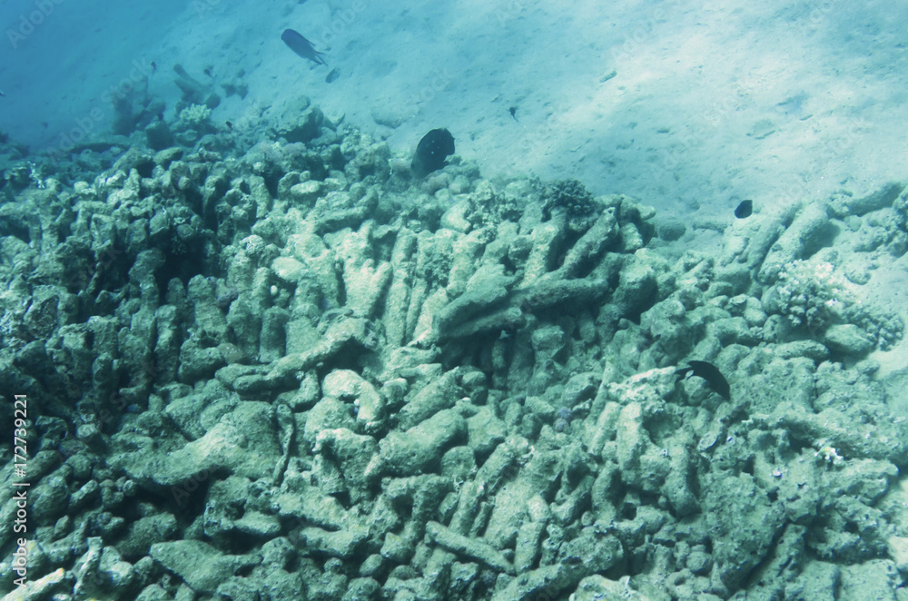 Fototapeta premium Zniszczone korale na dnie morskim