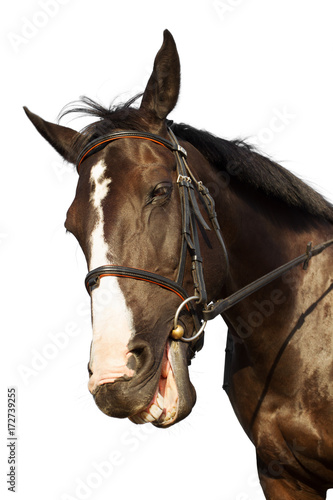 Horse head in bridle isolated over white background © inarik