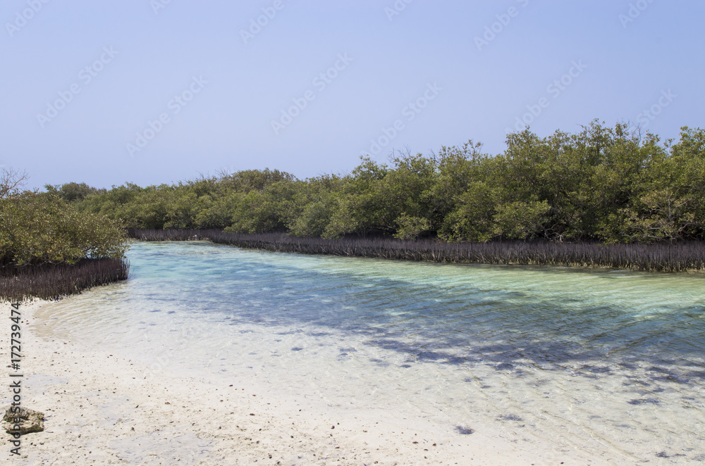 Mangrove vegetation in the Sinai Peninsula