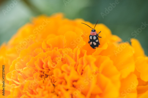 asparagus beetle photo