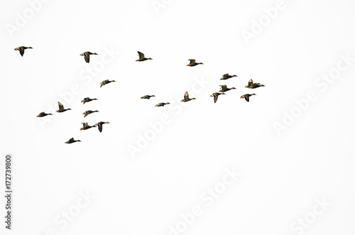 Flock of Mallard Ducks Flying on a White Background