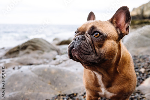 A brown french bulldog puppy at a rocky and overcast New England beach coast