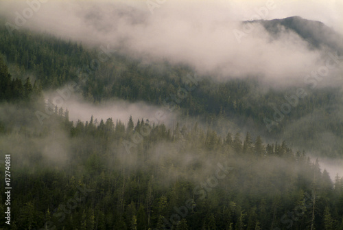 Alaskan Rainforest. Low hanging clouds are the norm for southeast Alaska adding to the atmospheric and picturesque environment. photo