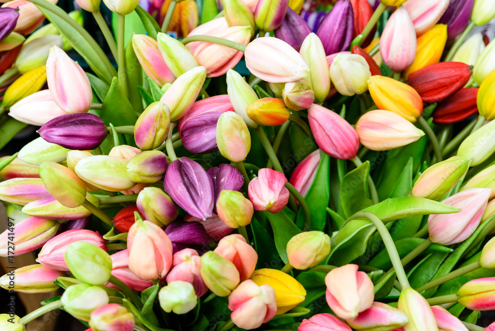 Tulpen Hintergrund Tulpen Hintergrund