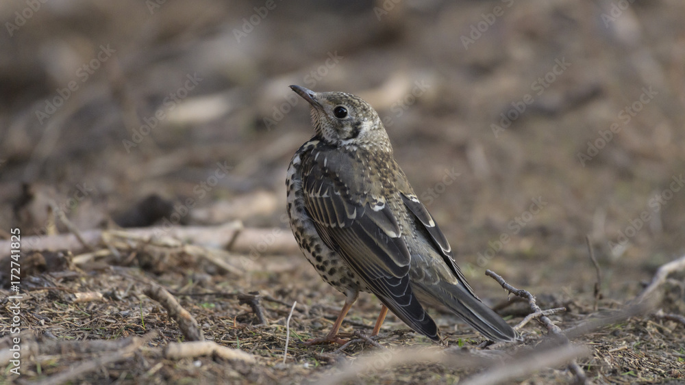 White-winged Lark White-winged Lark