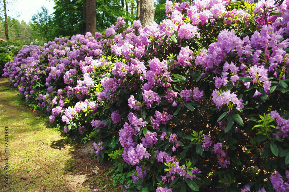 Violet Rhododendron flowers blooming outdoors in the garden in summer