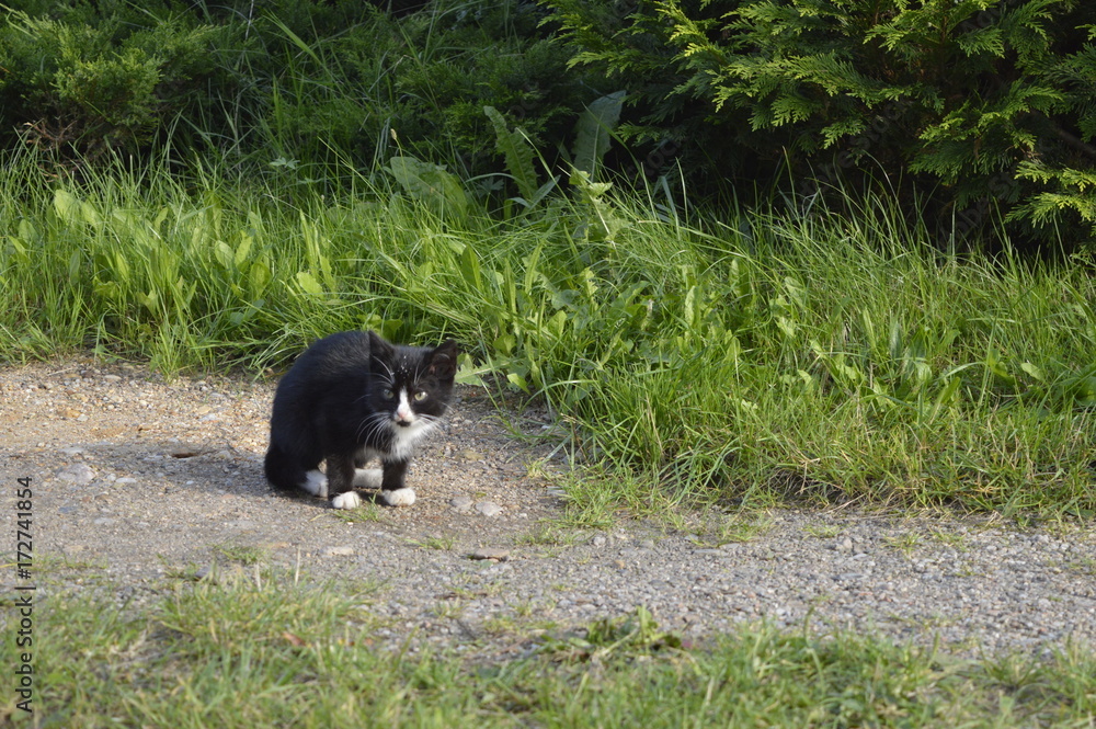 Young black kitten with white mink and white socks Young black kitten with white mink and white socks