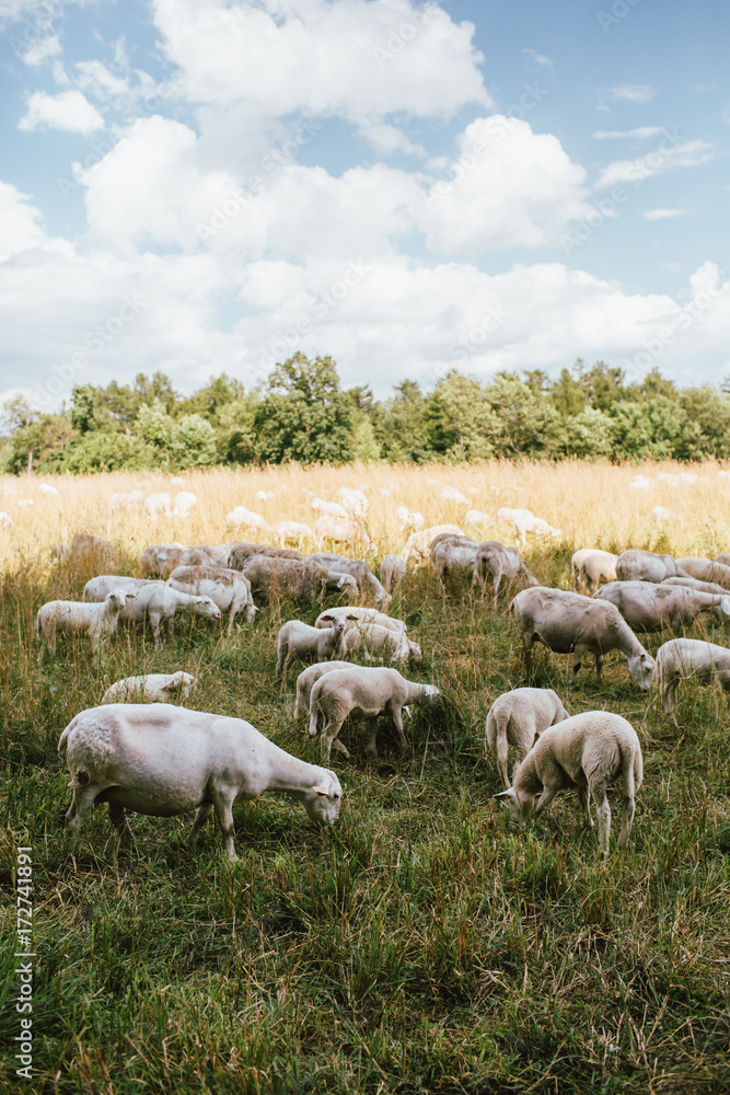 Sheep Grazing in a Pasture Sheep Grazing in a Pasture