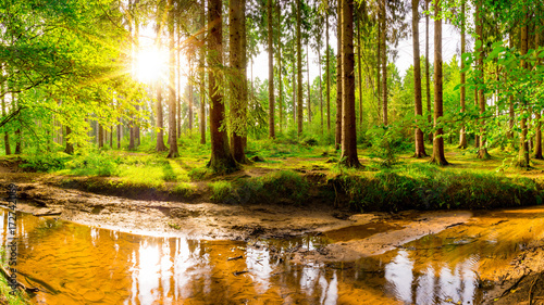 Fototapeta Naklejka Na Ścianę i Meble -  Beautiful forest with green trees, creek and bright sun