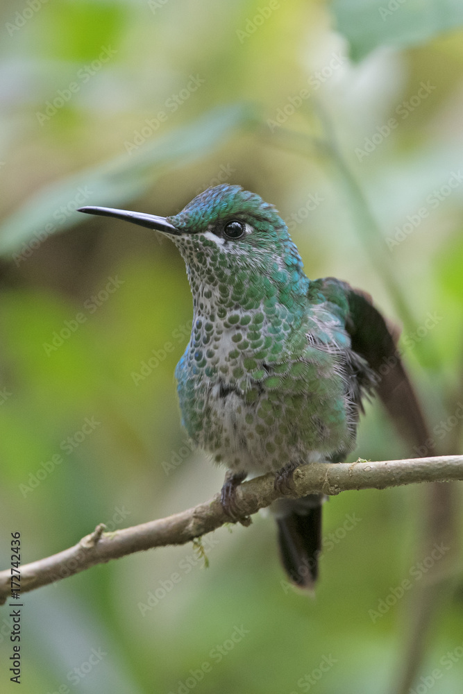 Fototapeta premium Hummingbird(Trochilidae)Flying gems