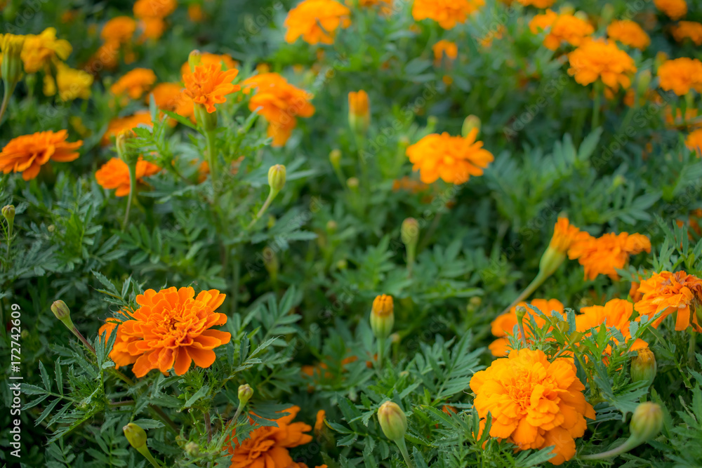Tagetes Patula; Fully Bloomed French Marigold at Garden in August