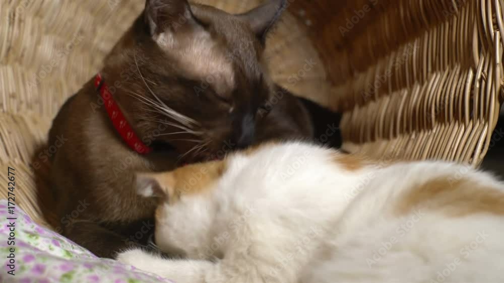 Two Cats licking each other on basket. Two Cats licking each other on basket.