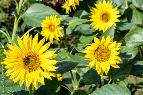 Front view of sunflowers in the sunshine with bees flying from flower to flower to gather nectar.