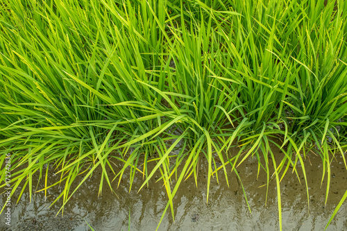 The Unripe Green Rice Field in Summer, Gifu, Japan
