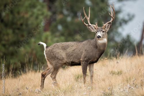Mule Deer Buck Portrait