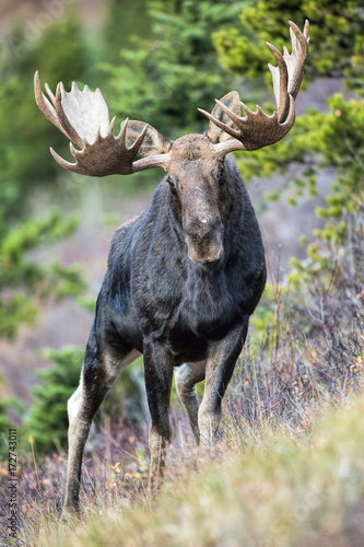 Bull Moose Vertical Image