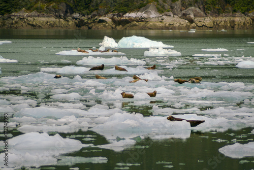 Harbor Seals on a LeConte Glacier Ice Flow. Harbor Seals and their pups are always viewed here on the icebergs 