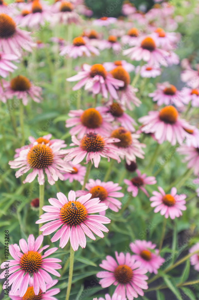Large field of purple coneflowers. Large field of purple coneflowers.
