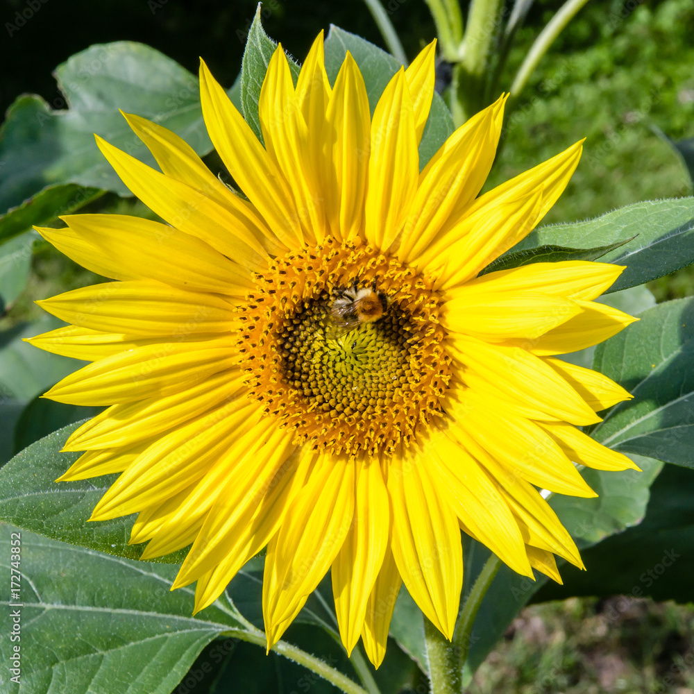 Close-up view of the vivid yellow corolla of a sunflower head with a bee gathering pollen from its disc florets. Close-up view of the vivid yellow corolla of a sunflower head with a bee gathering pollen from its disc florets.