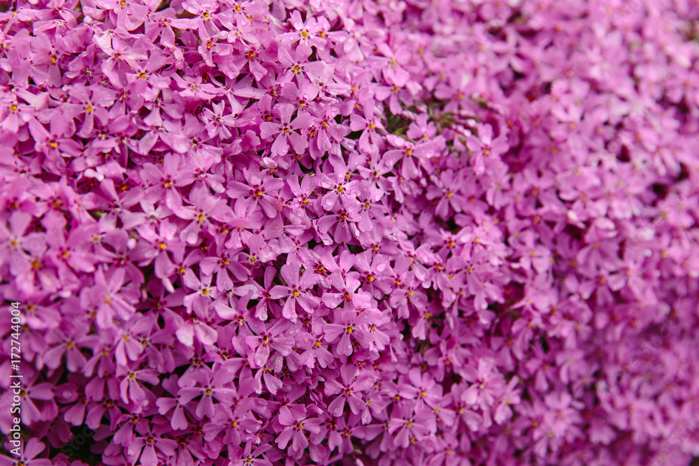 Pink floral background Pink floral background
