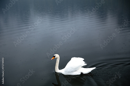 White swan floating on lake photo