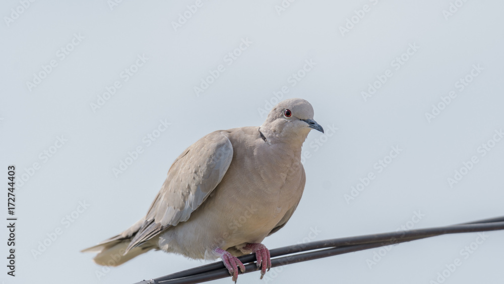 Obraz premium Collared Dove