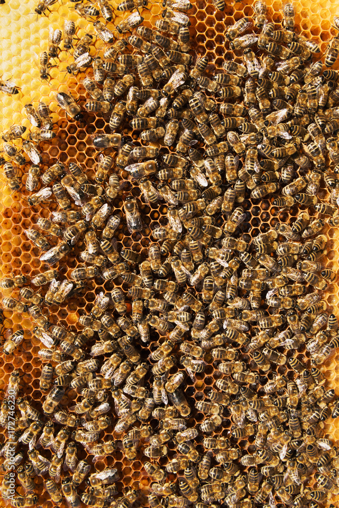 Bees work on honeycomb Bees work on honeycomb