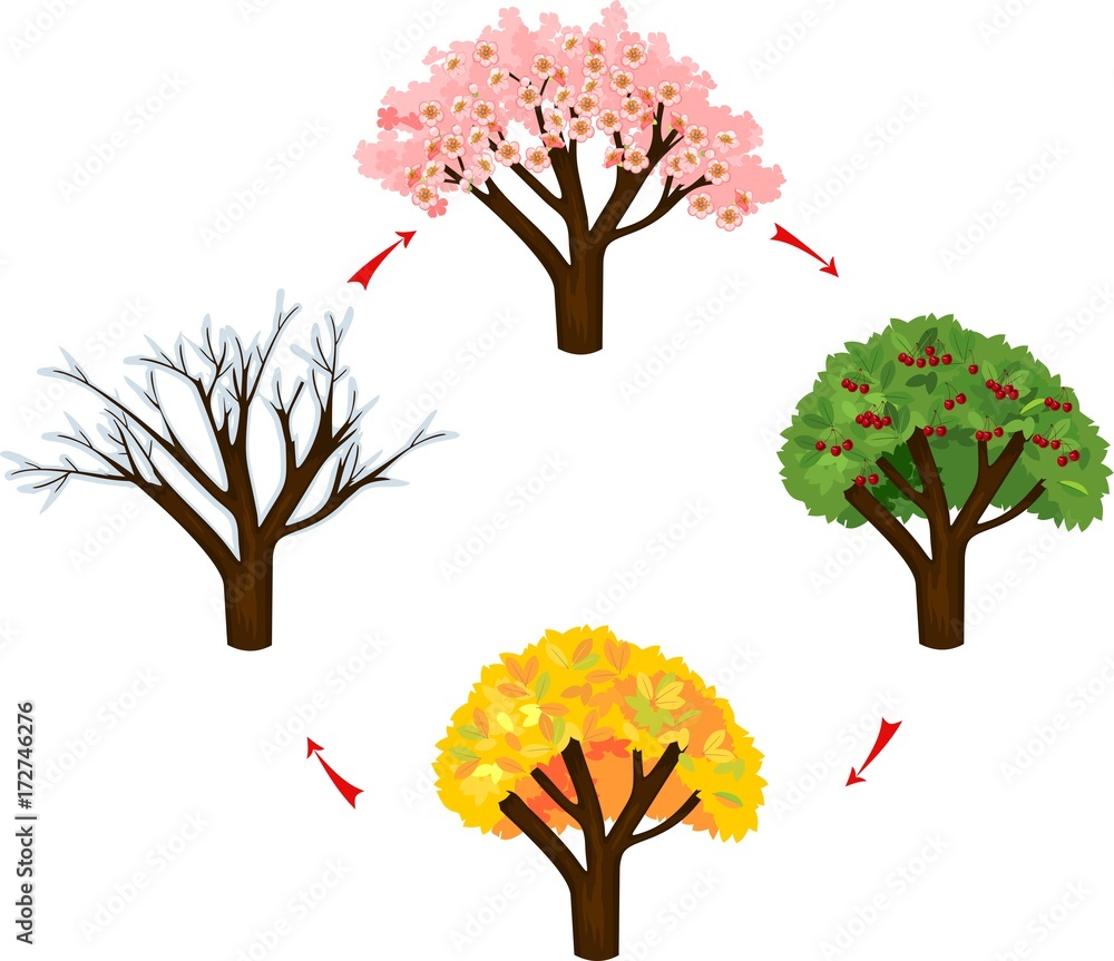 Tree at four seasons spring, summer, autumn, winter. Life cycle of