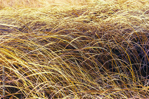 Texture of autumn grass.