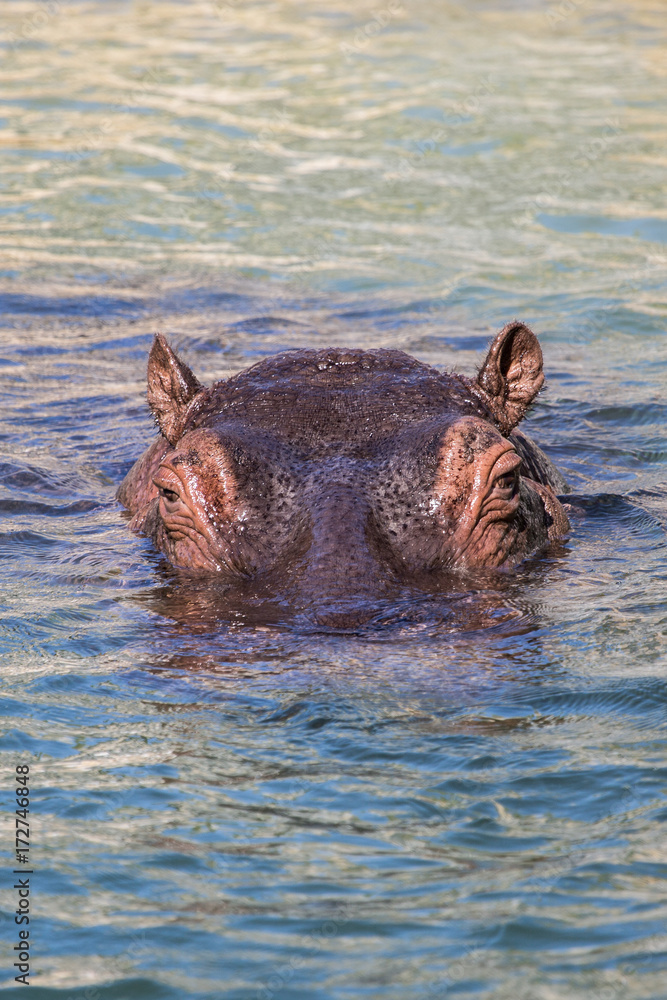 Fototapeta premium hippopotame