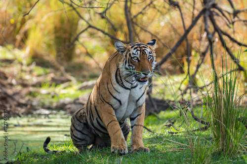 Fototapeta Naklejka Na Ścianę i Meble -  Arroehead/T84 Tigress from ranthambore tiger reserve, India