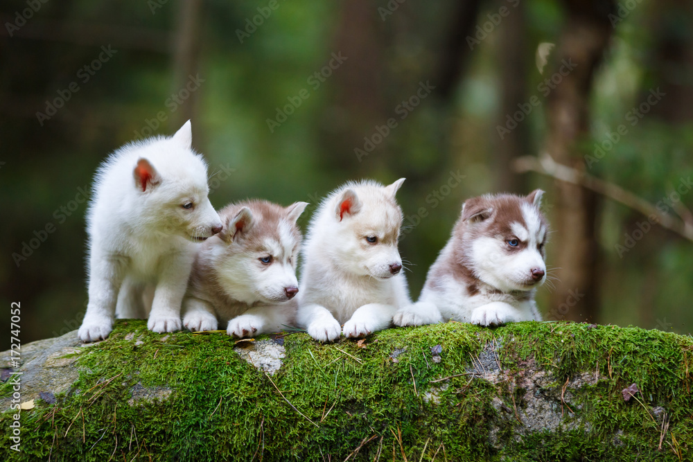 Troop of husky puppies