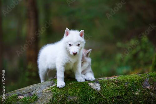 White husky puppies © castenoid