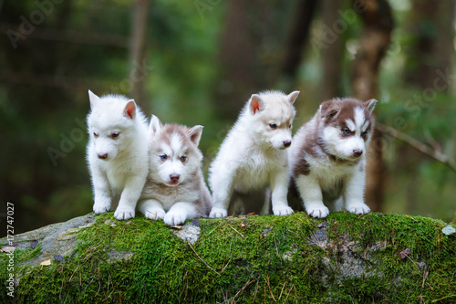Troop of husky puppies © castenoid