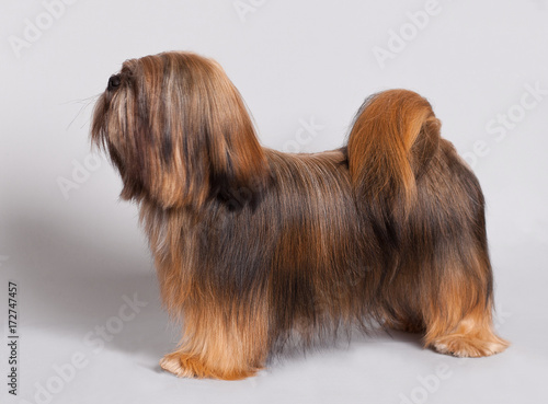 Obraz na plátně Lhasa Apso dog