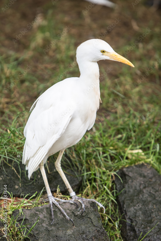 Aigrette Aigrette