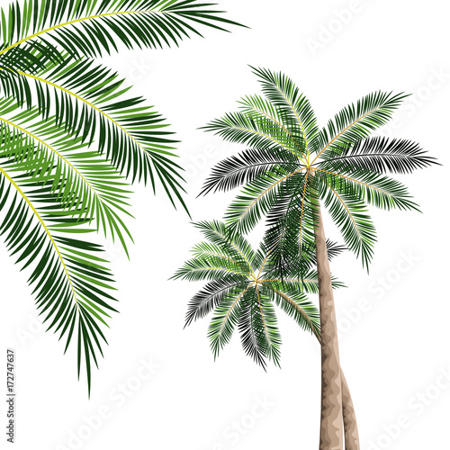 Beach tree palms icon vector illustration graphic design © Jemastock