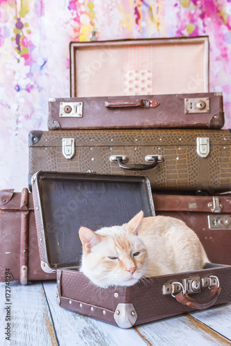 Thai cat with blue eyes sits near vintage suitcases pyramid close-up