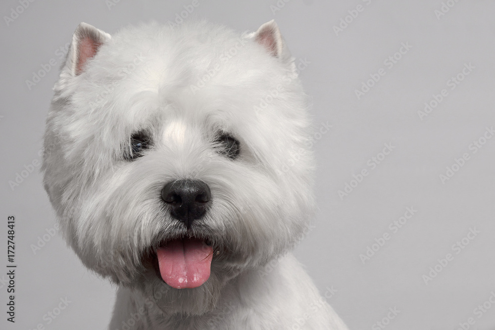 WEST HIGHLAND WHITE TERRIER dog