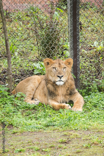 Lion