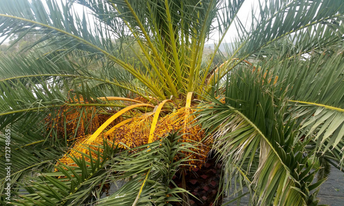 Date Palm   Phoenix Dactylifera with fruits