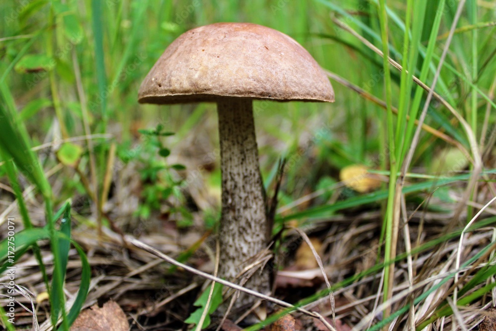 Mushroom (birch bolete) grows on the ground among the low grass. Mushroom (birch bolete) grows on the ground among the low grass.