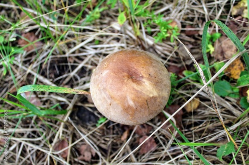 Mushroom (birch bolete) grows on the ground among the low grass.