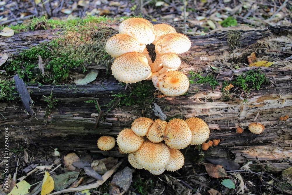 Fototapeta premium A group of orange mushrooms growing on an old fallen tree trunk.